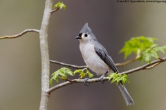 Tufted Titmouse