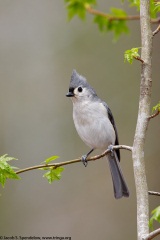 Tufted Titmouse