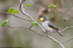 Tufted Titmouse