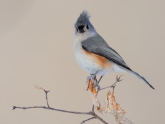 Tufted Titmouse