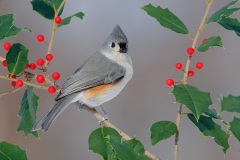 Tufted Titmouse