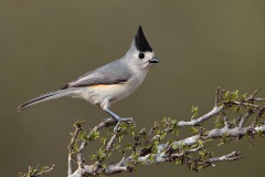 Black-crested Titmouse