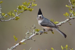 Black-crested Titmouse