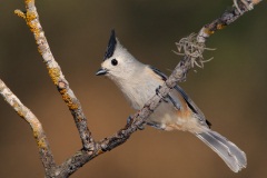 Black-crested Titmouse