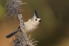 Black-crested Titmouse