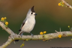 Black-crested Titmouse