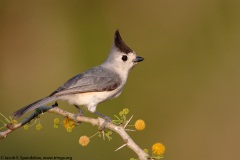 Black-crested Titmouse