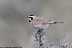 Horned Lark