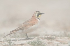 Horned Lark in Dust Storm