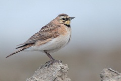 Horned Lark