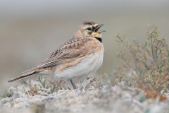 Horned Lark