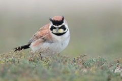 Horned Lark