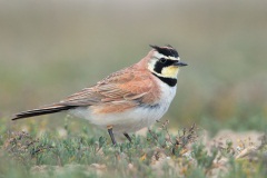 Horned Lark