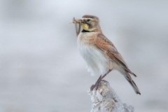 Horned Lark