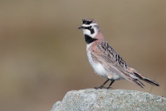 Horned Lark