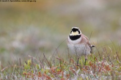 Horned Lark