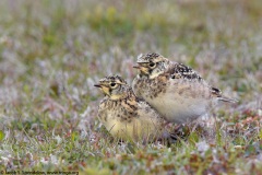 Horned Lark