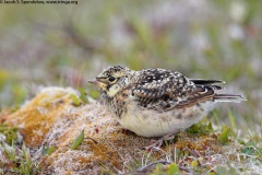 Horned Lark