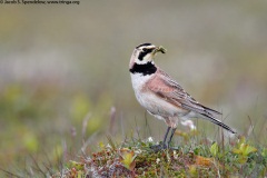 Horned Lark