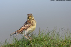 Horned Lark