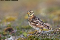 Horned Lark