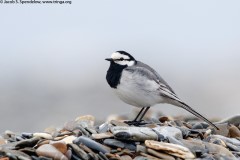 White Wagtail