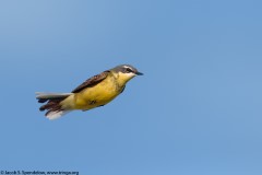 Eastern Yellow Wagtail