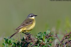 Eastern Yellow Wagtail