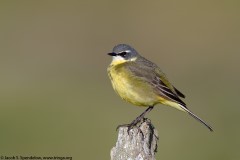 Eastern Yellow Wagtail