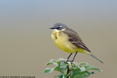 Eastern Yellow Wagtail