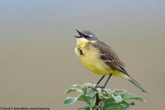 Eastern Yellow Wagtail