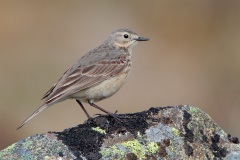 American Pipit