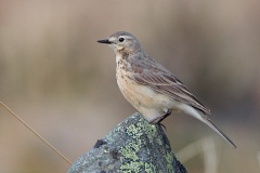 American Pipit