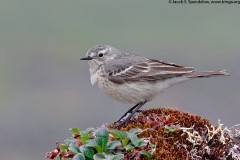 American Pipit