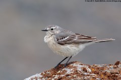 American Pipit