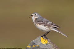 American Pipit