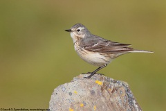 American Pipit