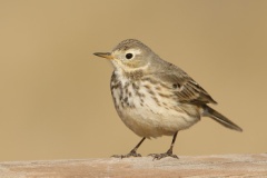 American Pipit