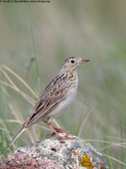 Sprague's Pipit