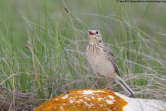 Sprague's Pipit