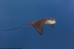 Spotted Eagle Ray