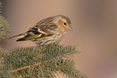 Pine Siskin