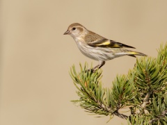 Pine Siskin