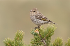 Pine Siskin