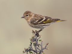 Pine Siskin