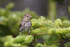 Pine Siskin