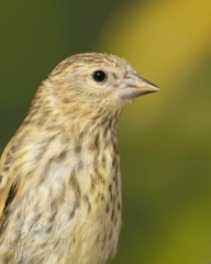 Pine Siskin