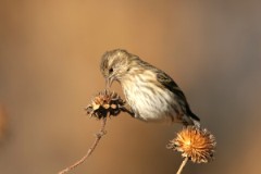 Pine Siskin