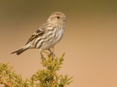 Pine Siskin