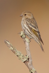 Pine Siskin